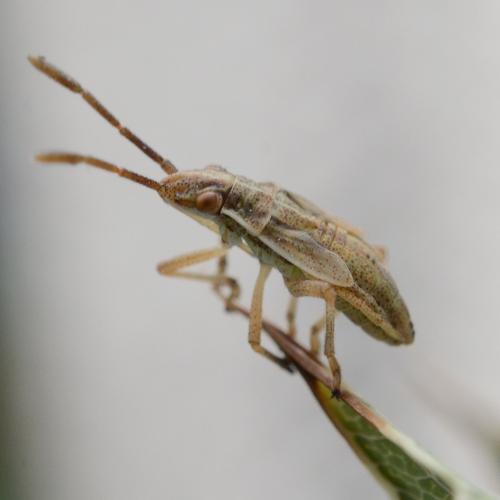 Réf. 215 926 : Maccevethus sp.